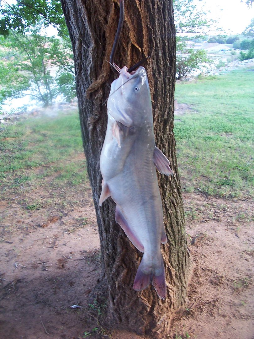 Cowgirl's Country Life Camp pics and catfish...